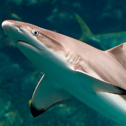 Black Ripped Reef Shark