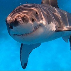 Great White Shark