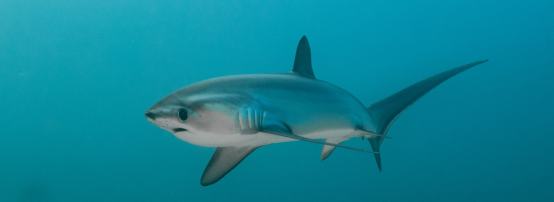Thresher shark